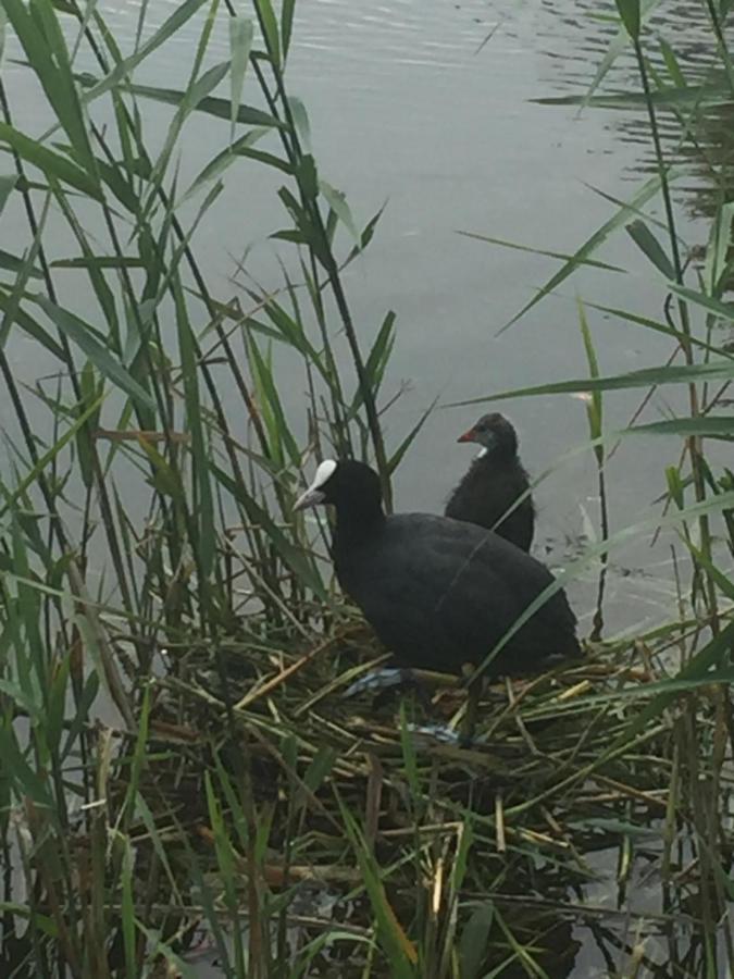 Logies De Meerkoet Brügge Exterior foto
